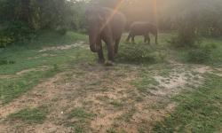 Featured image of post Sri Lanka
