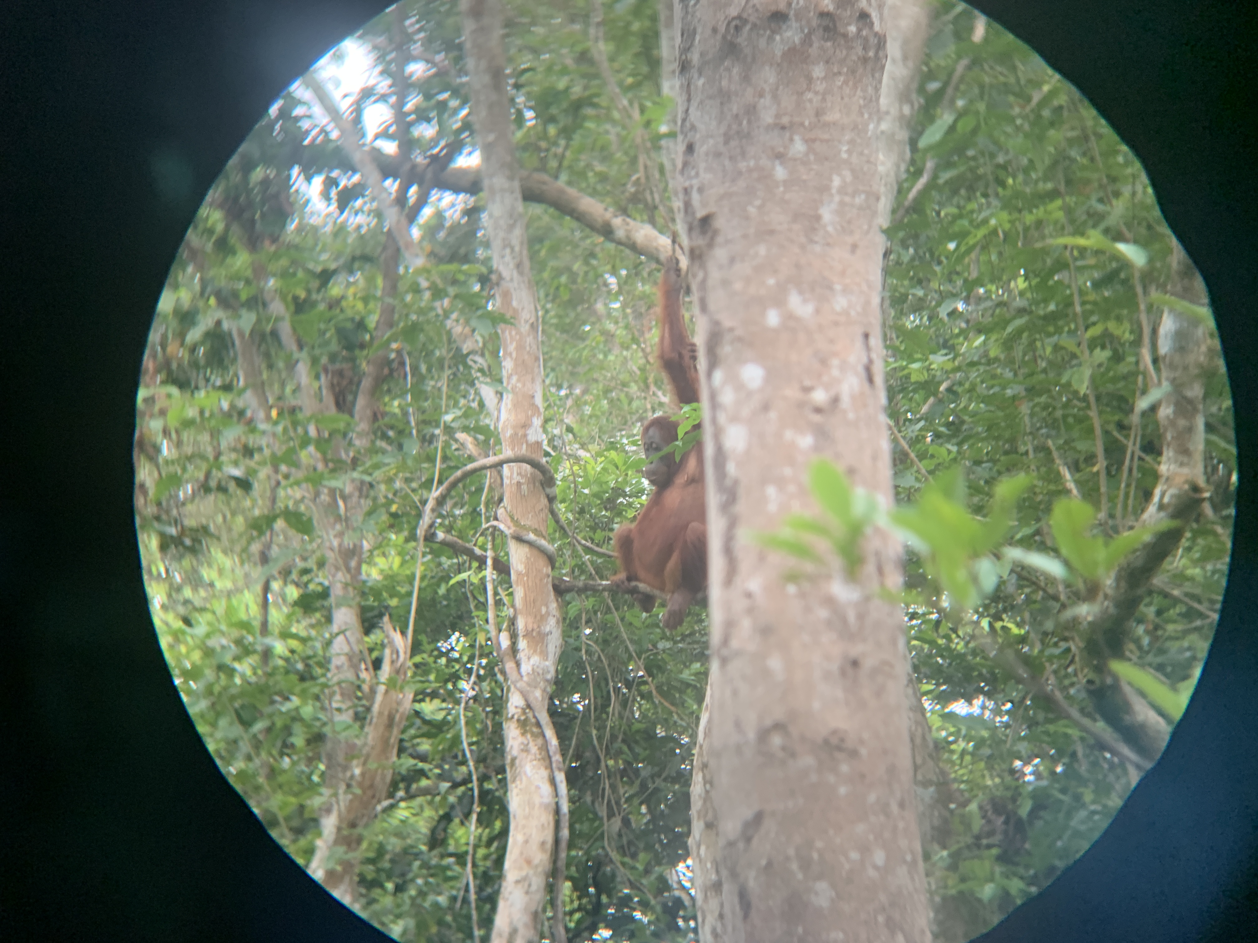 Spotting orangutans
